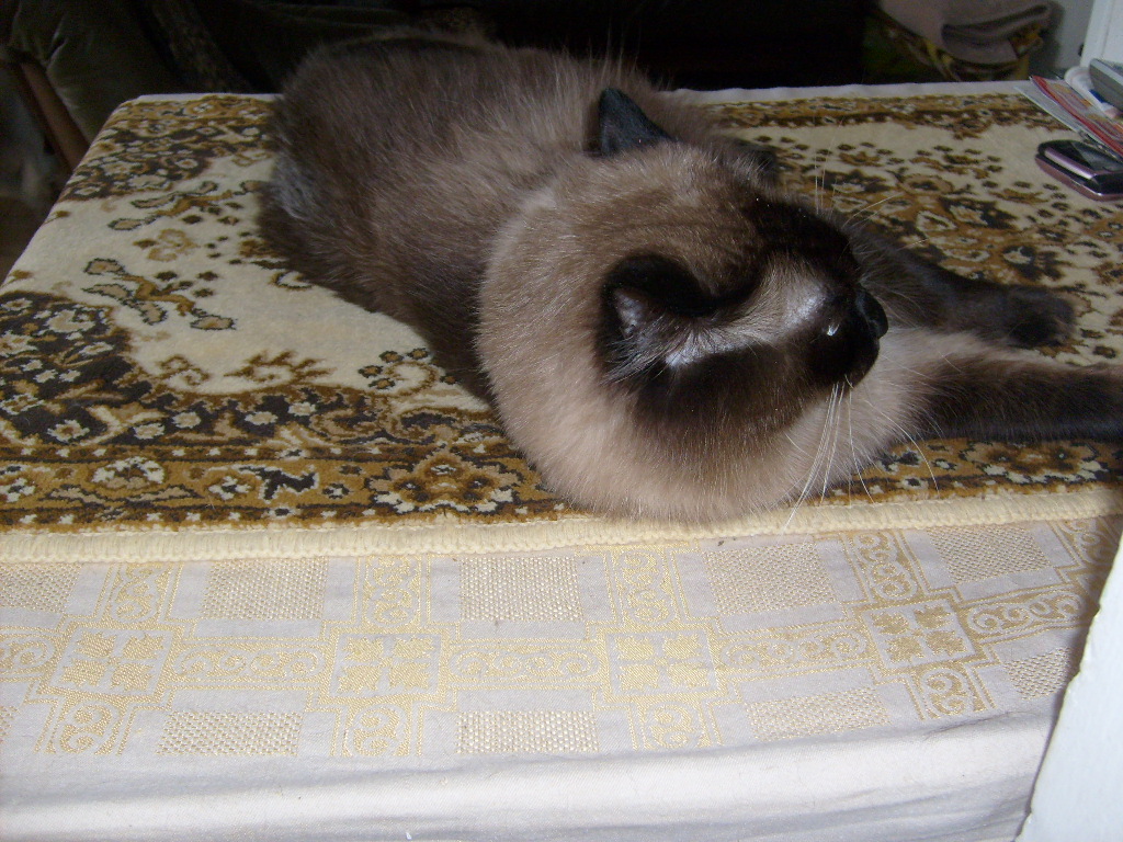 kocour 003.jpg